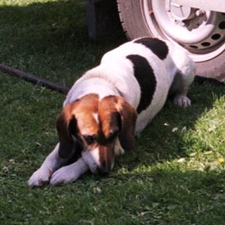 Dog sniffing under parked camper trailer.
