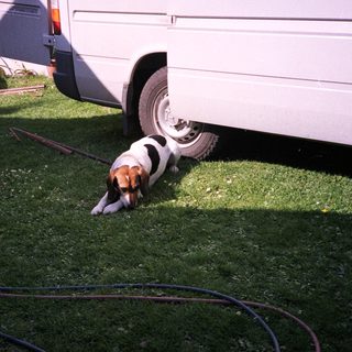 Dog sniffing under parked camper trailer.
