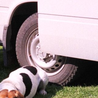 Dog sniffing under parked camper trailer.