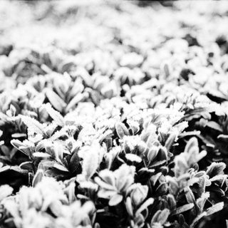 Dense cluster of white flowers in close-up.