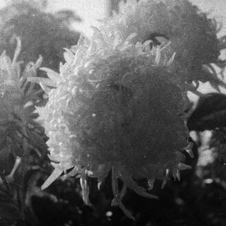 Blurred black-and-white photo of blooming chrysanthemums indoors.