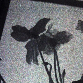 Silhouette of flowers cast on light-colored wall.