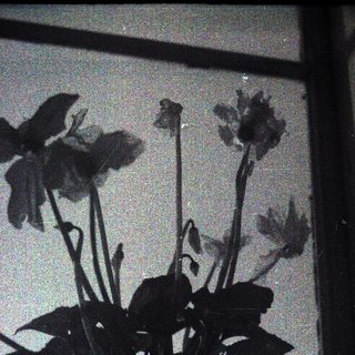 Silhouette of flowers cast on light-colored wall.