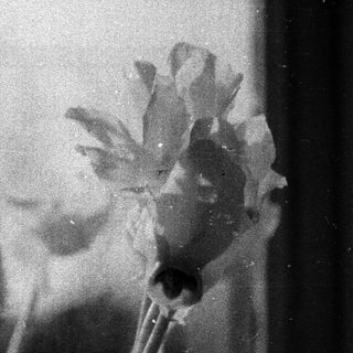 Blurred black-and-white photo of wilting flowers.