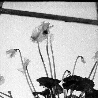 Wilted flowers in a vase.