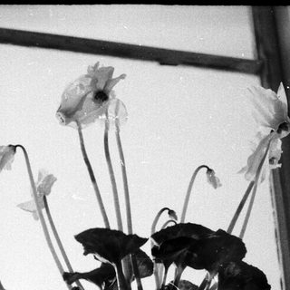 Wilted flowers in a vase.