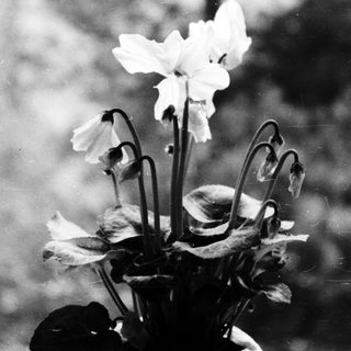 Vintage photo of blooming flowers in a vase.