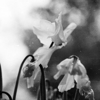 Elegant blooming flowers in soft focus.