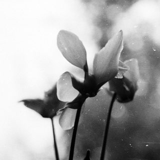Delicate blooming flower petals in soft focus.