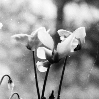 Vintage bouquet of blooming tulips in vase.