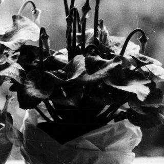 Vintage bouquet of blooming tulips in vase.