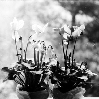 Vintage bouquet of blooming tulips in vase.