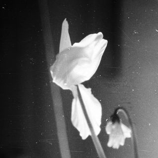 Faded black-and-white photo of wilting flower buds.