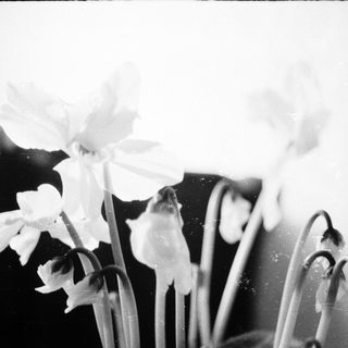Delicate blooming flowers in close-up black-and-white shot.
