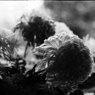Blurry black-and-white photo of wet flowers.