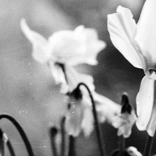 Elegant white flowers in soft focus.