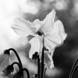 Delicate blooming flower in soft focus.