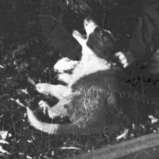 A dog lying on ground near a bench.