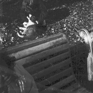 A dog lying on ground near a bench.