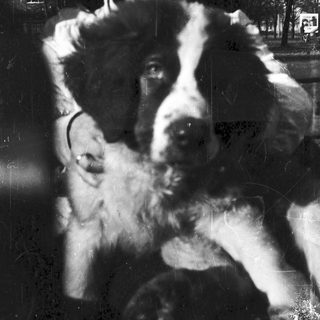 Person holding large black-and-white dog outdoors.