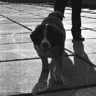 Dog walking on paved area with owner's shadow.