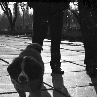 Dog walking on paved area with owner's shadow.