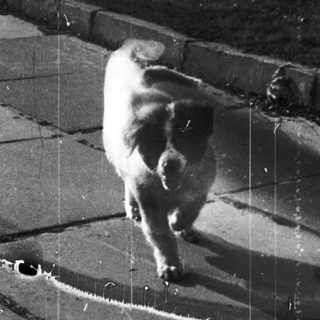 A pig walking on a wet, cracked pavement.