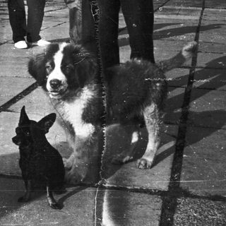 Two dogs sitting on wet pavement.