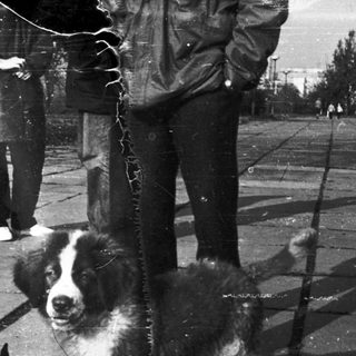 Two dogs sitting on wet pavement.