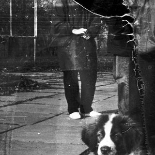 Two dogs sitting on wet pavement.