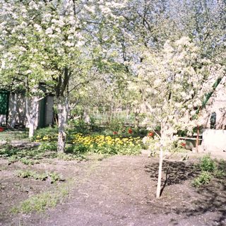 Rural garden with blooming trees, garden beds, and simple wooden structures.