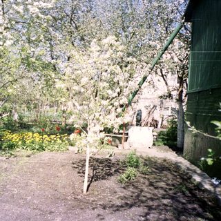 Rural garden with blooming trees, garden beds, and simple wooden structures.