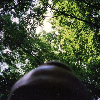 Sunlight filtering through dense forest canopy.