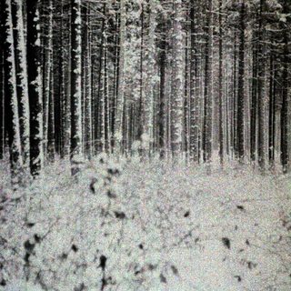 Here's a brief summary: Dense, snowy forest with tall trees in grayscale.