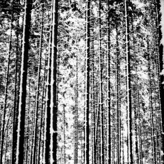 Dense forest with tall trees, captured in black and white.