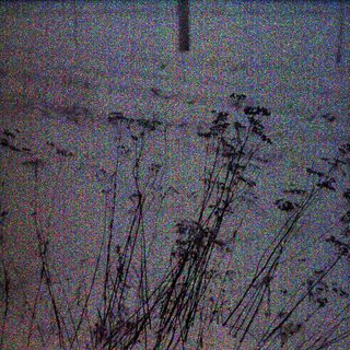 Dark, grainy image of tall grass, possibly at night.