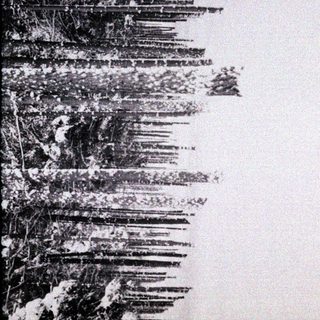 Here's a brief summary of the image: Snow-covered forest with tall, dark tree trunks visible.