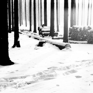 Here's a brief summary of the image: Snow-covered forest with stacked wood and a fallen log.