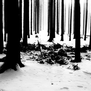 Monochrome image of a snow-covered forest with tall trees.