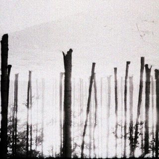 Here's a brief summary of the image: Trees stand in a snowy, misty landscape.