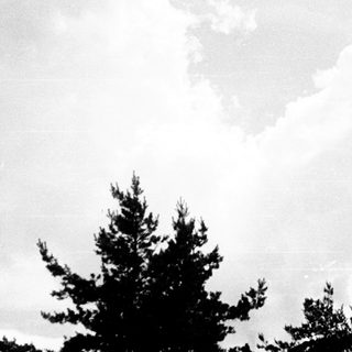Here's a brief summary of the image: Dark trees silhouetted against a bright, cloudy sky.