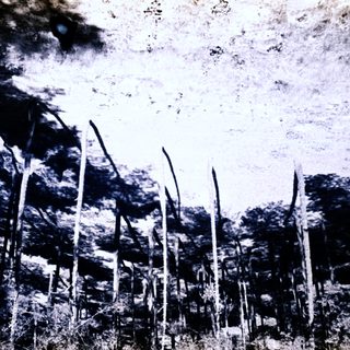 Here's a brief summary of the image: Trees and vegetation visible in a wooded area.