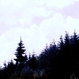 Here's a brief summary of the image: Dark trees silhouetted against a cloudy, bright sky.