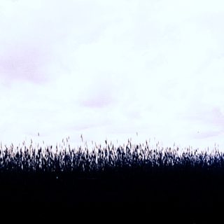 Here's a brief summary of the image: Dark reeds silhouette against a cloudy, bright sky.