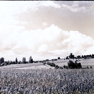 Here's a brief summary of the image: Fields and trees under a cloudy sky.