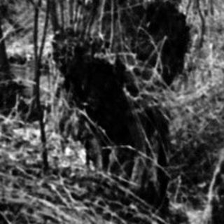 A creek runs through a sparse, dark forest.