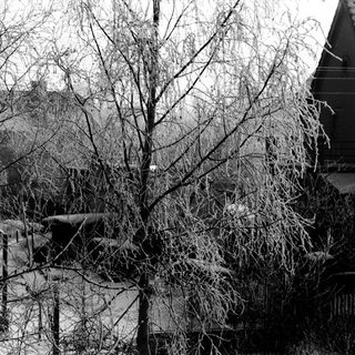 Icy trees and snow cover a winter landscape.