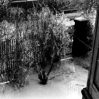 Icy tree branches covered in frost over a snowy yard.