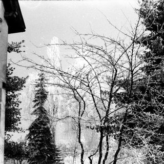Icy trees and foliage in a black and white landscape.