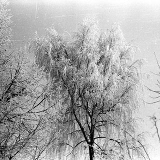 Icy trees covered in frost under a gray sky.